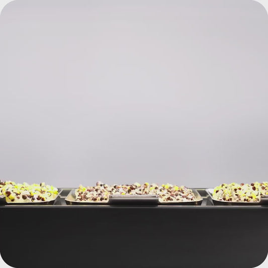 Ziehen und Ernten von schnell wachsenden, einfach keimenden Microgreens