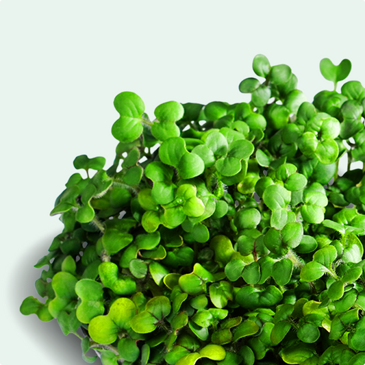 senf microgreens