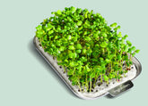 Die Kraft von Sulforaphan in Brokkoli-Microgreens