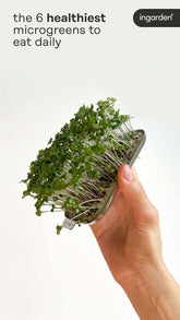 Die 6 nährstoffreichsten Microgreens, die herkömmliches Gemüse übertreffen
