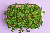 Die Geschichte der Microgreens: Von alten Sprossen zu den Superfoods von heute