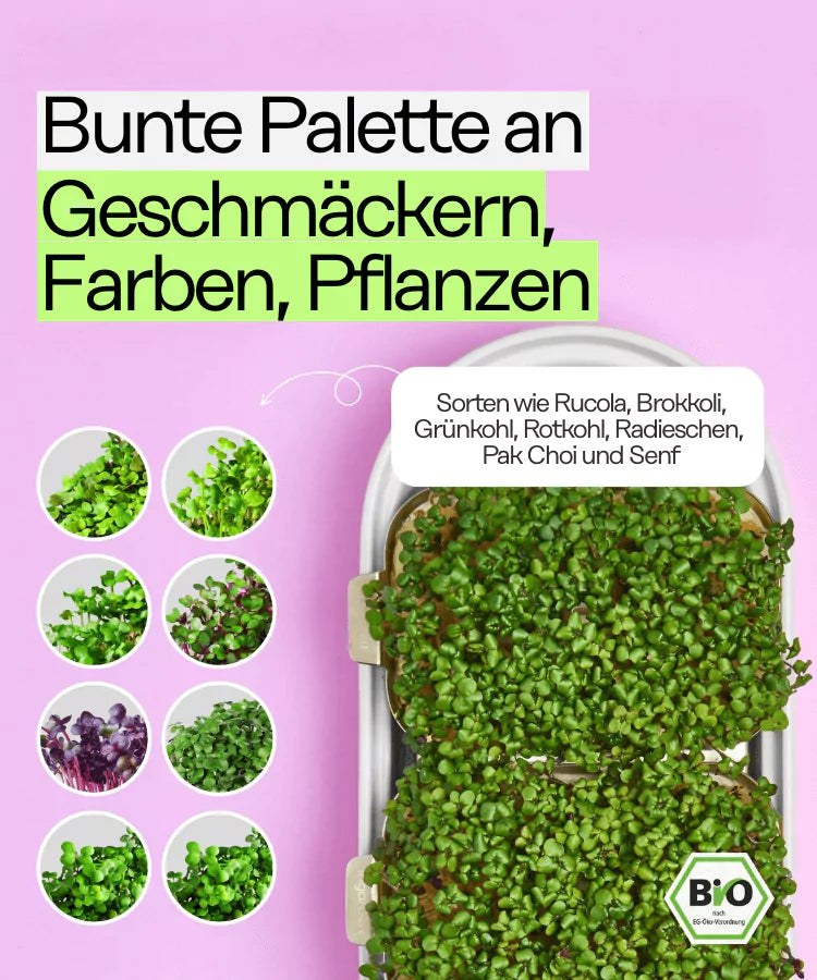 Bestseller Mix Set (Mit Abonnement)