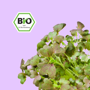 ingarden Mizuna Japanischer Senf Microgreens