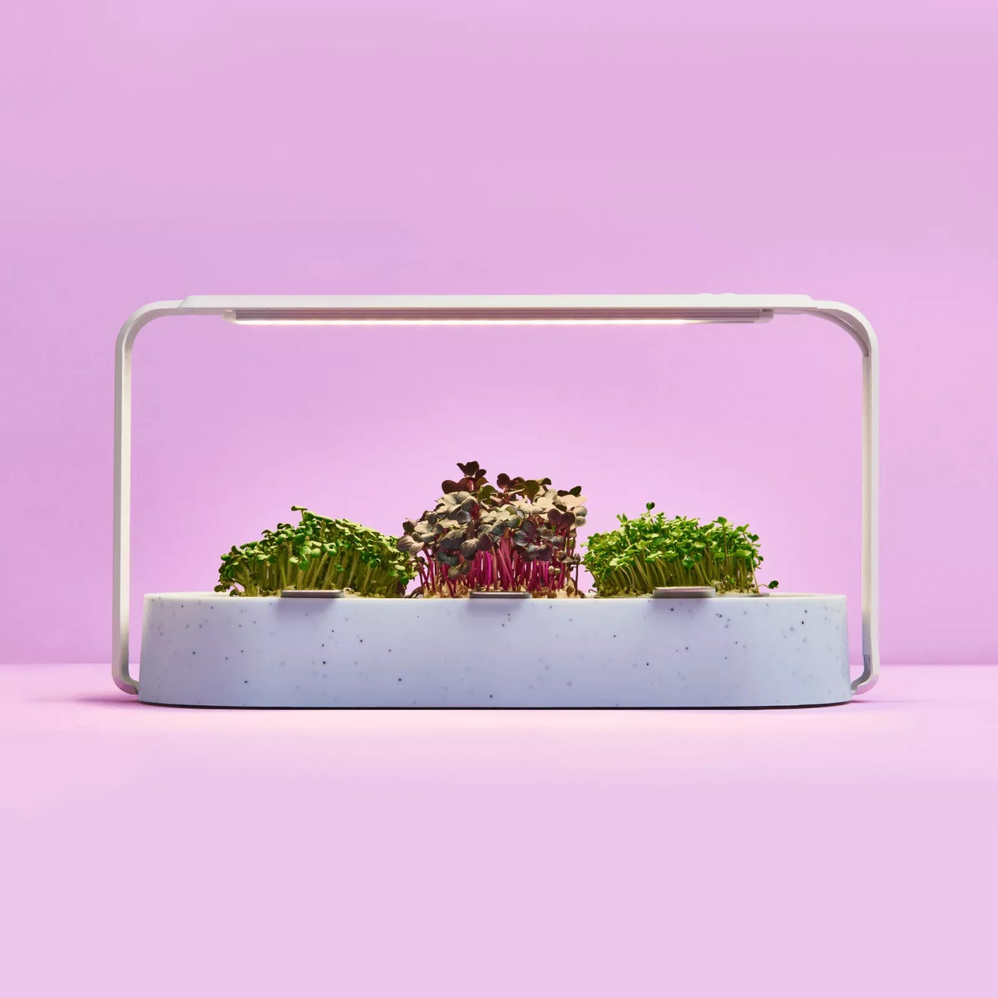 ingarden + All best-selling varieties