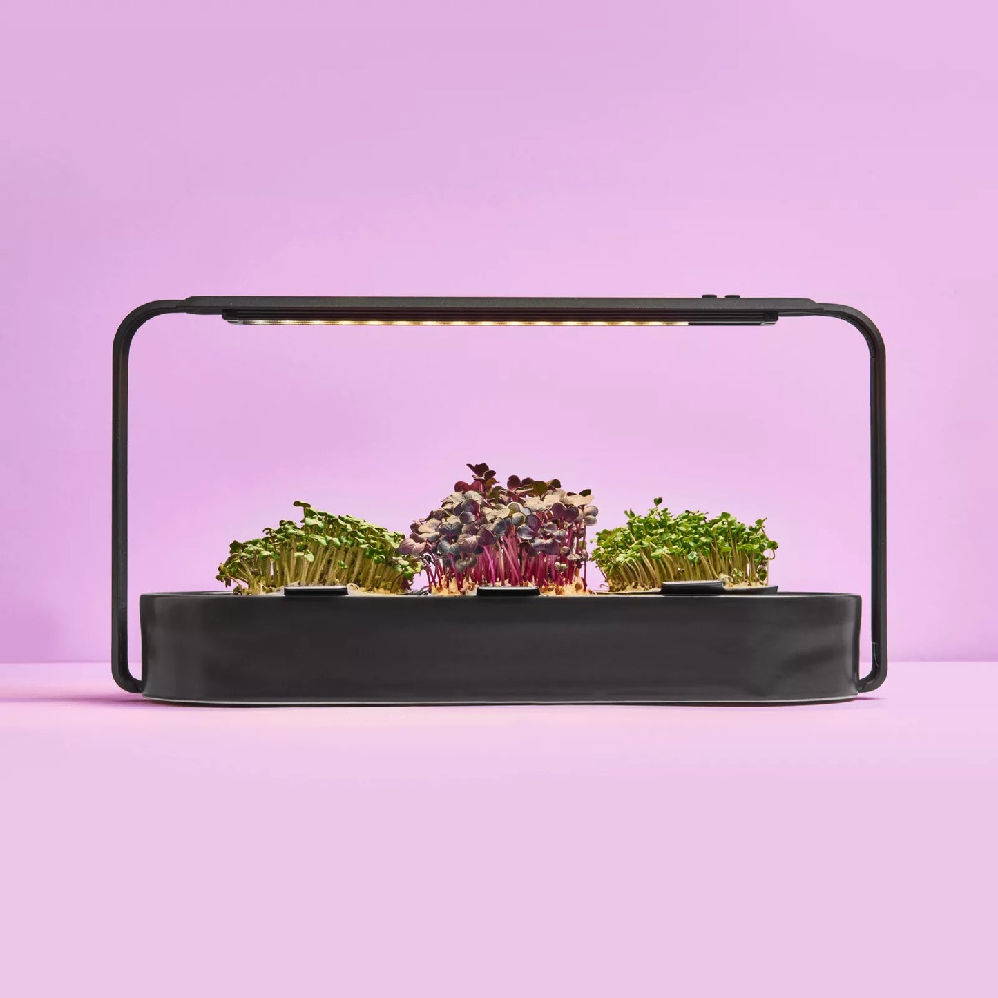 ingarden + All best-selling varieties