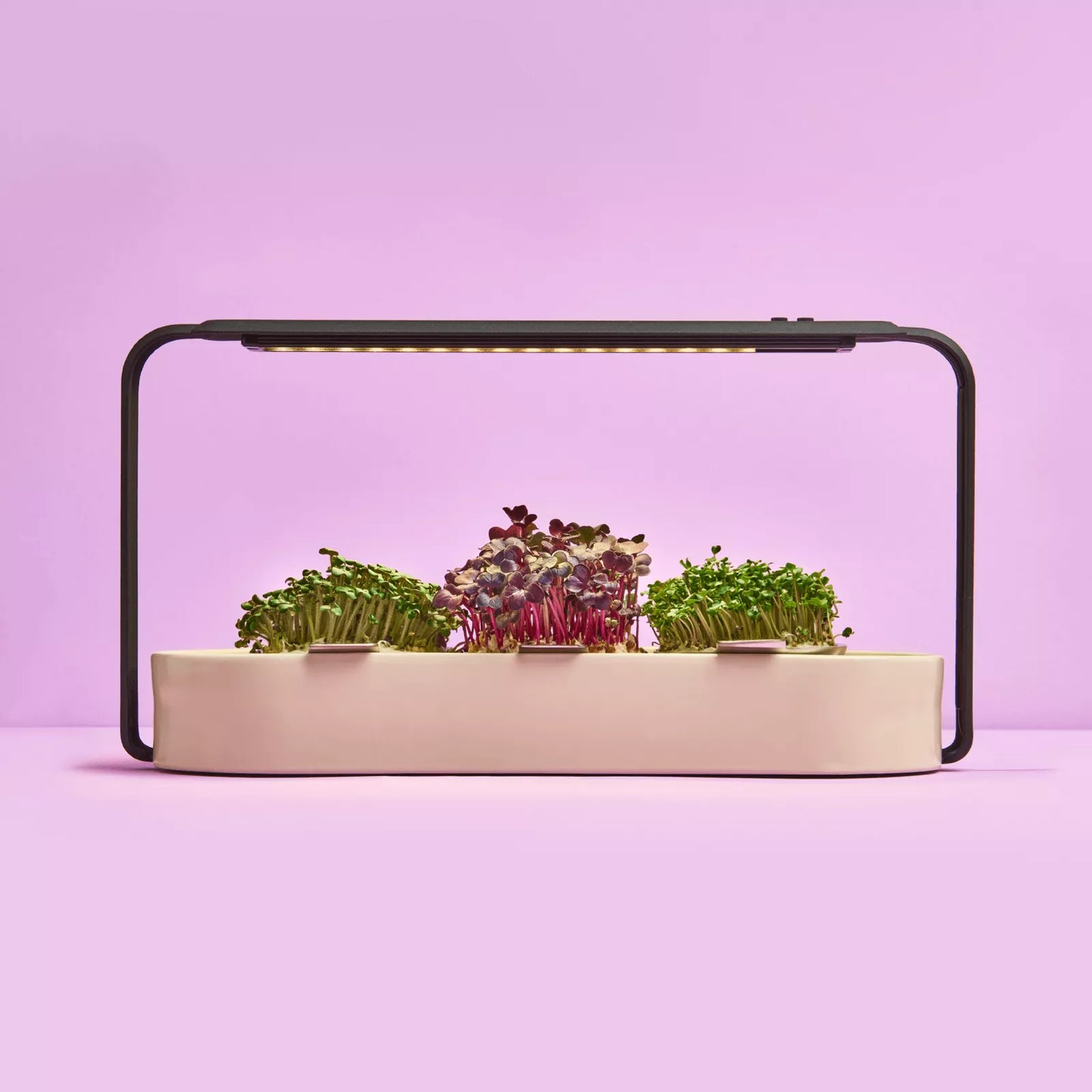 ingarden + All best-selling varieties