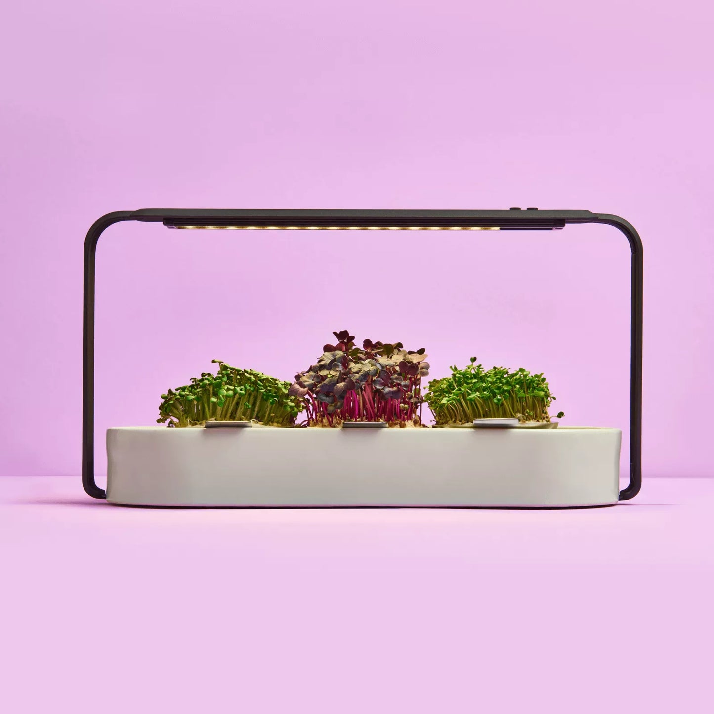 ingarden + All best-selling varieties