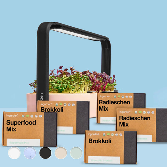 Immunkraft Starter-Set (Sparset Einzelkauf)