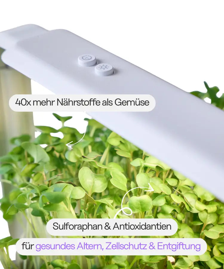 Bestseller Mix Set (Mit Abonnement)