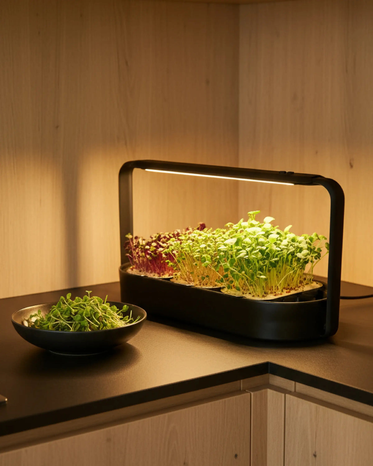 ingarden in der Küche