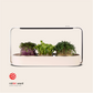 ingarden growing superfoods - limited edition